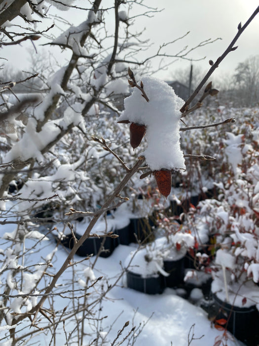 Princess Bonsai Persimmon