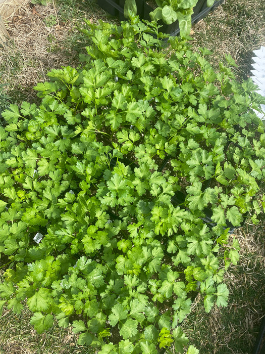 Italian Flat Leaf Parsley
