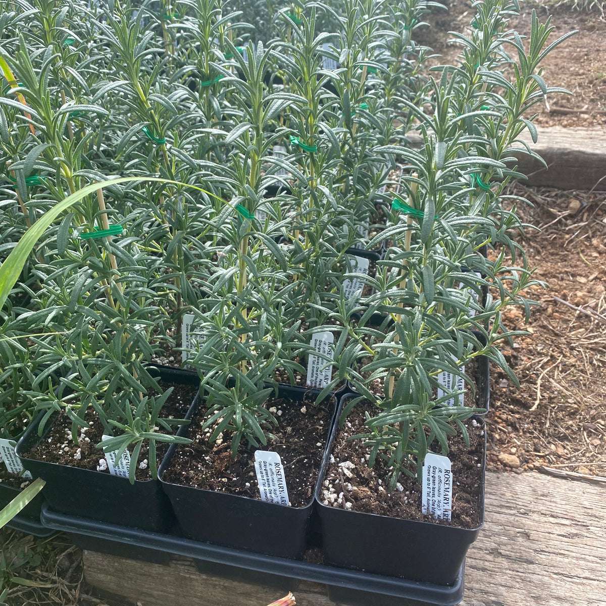Arp Rosemary
