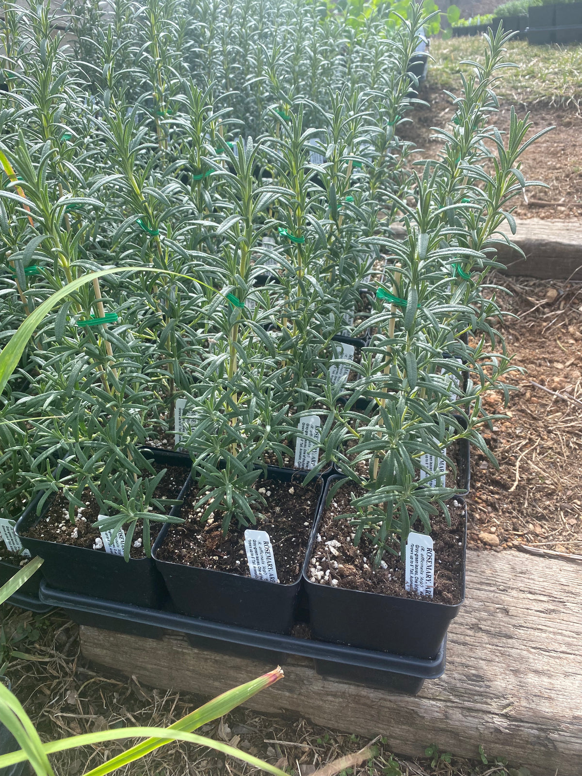 cactus soil for rosemary Arp Rosemary — Edible Landscaping