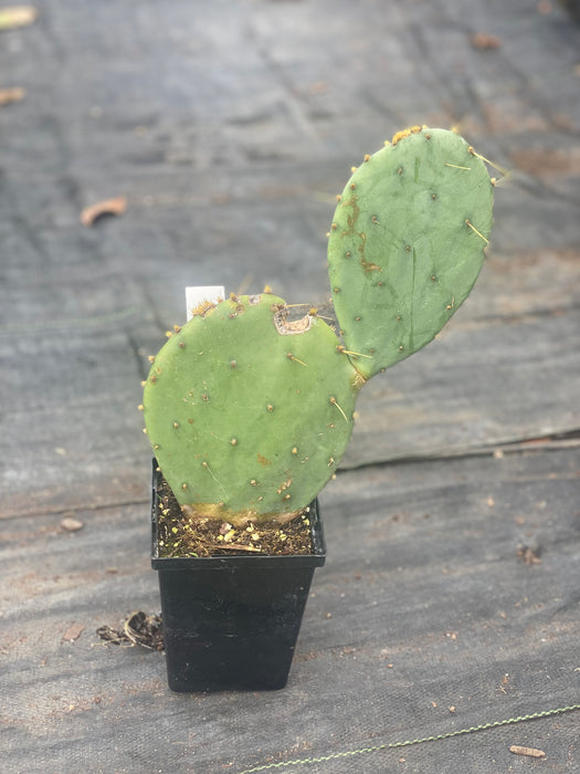 Prickly Pear Hardy Cactus