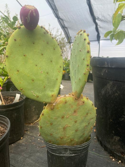 Prickly Pear Hardy Cactus