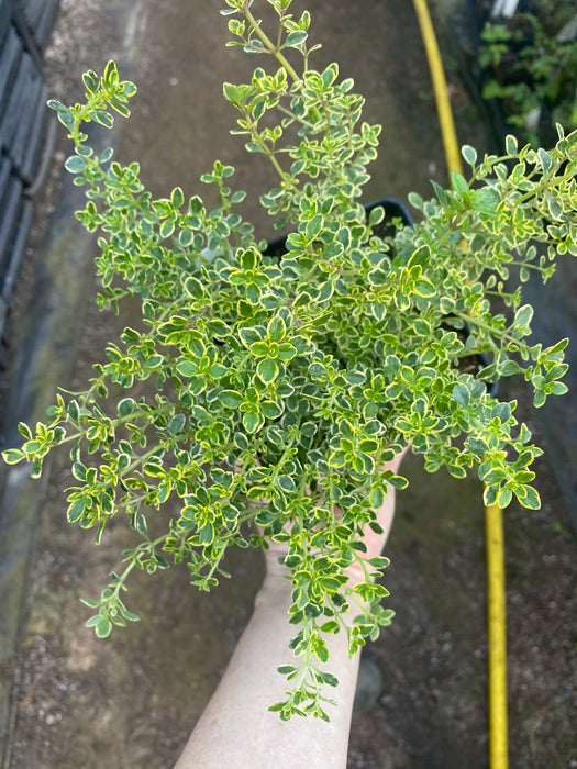 Golden Lemon Thyme