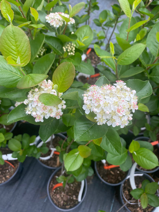 Aronia Black Seedling