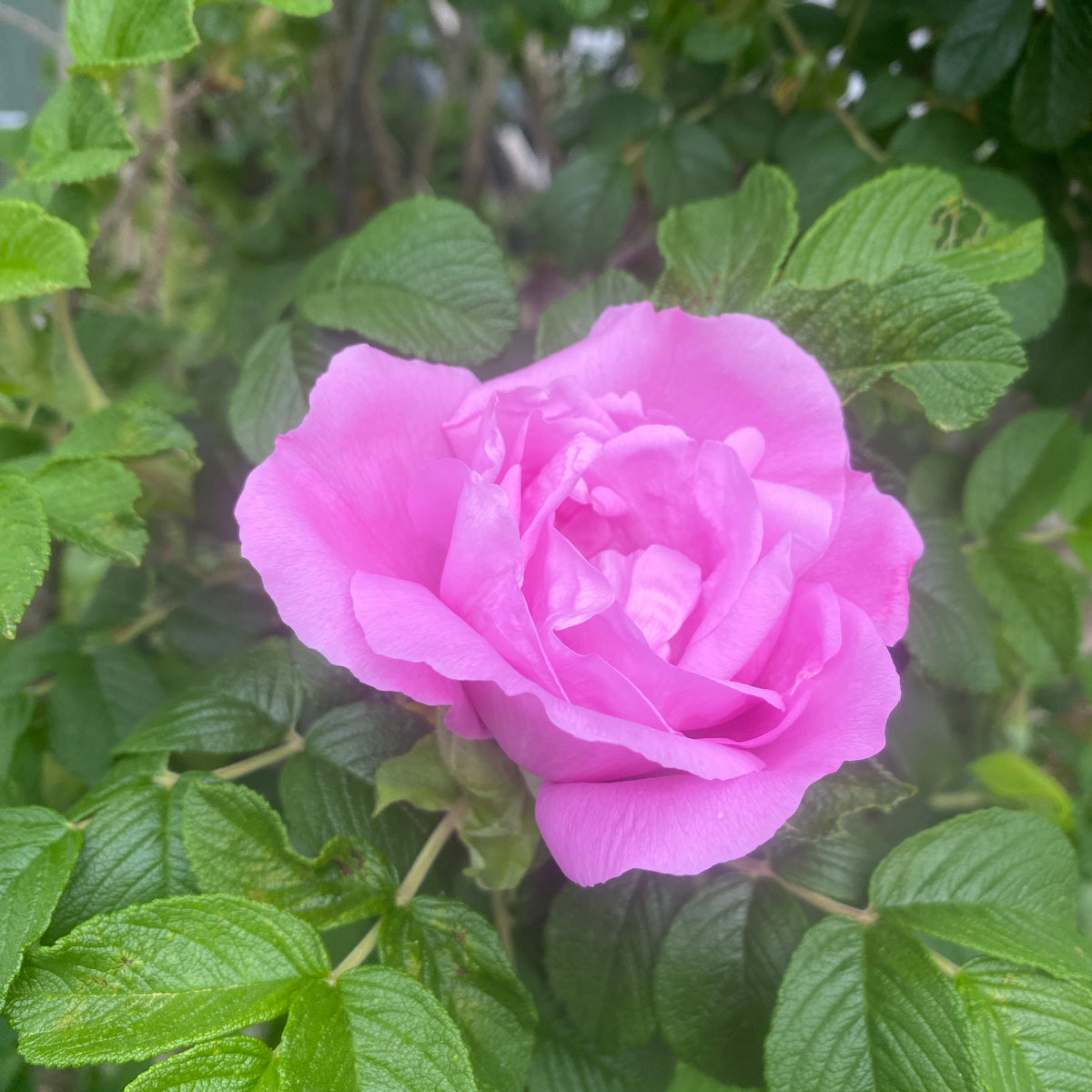 Foxy Pavement Rose — Edible Landscaping