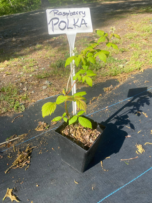 Raspberry Landscaping Polka Raspberry — Edible Landscaping
