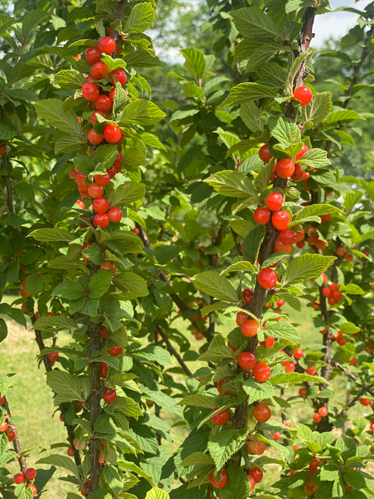 Cheropugy Nanking Red Bush Cherry