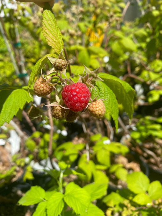 Raspberry Landscaping Polka Raspberry — Edible Landscaping