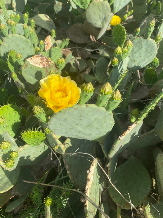 Prickly Pear Hardy Cactus