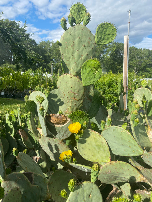 Prickly Pear Hardy Cactus