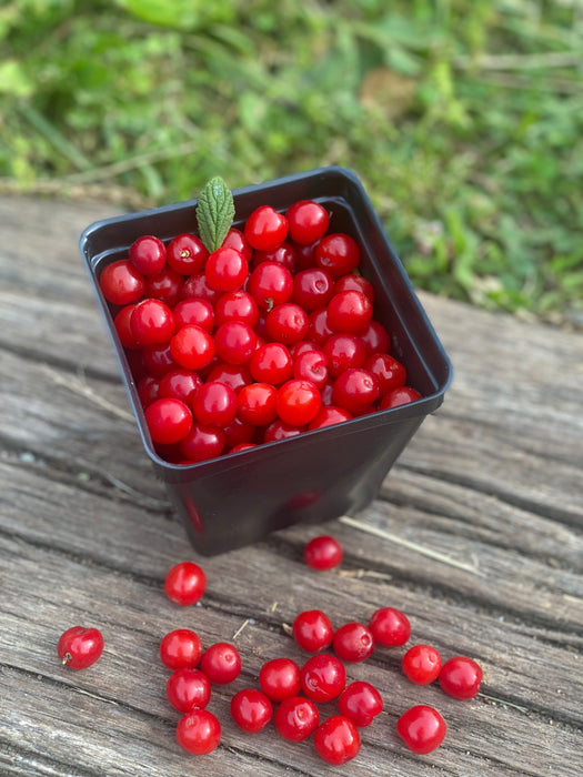 Cheropugy Nanking Red Bush Cherry
