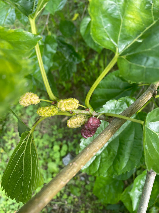 Paradise Mulberry