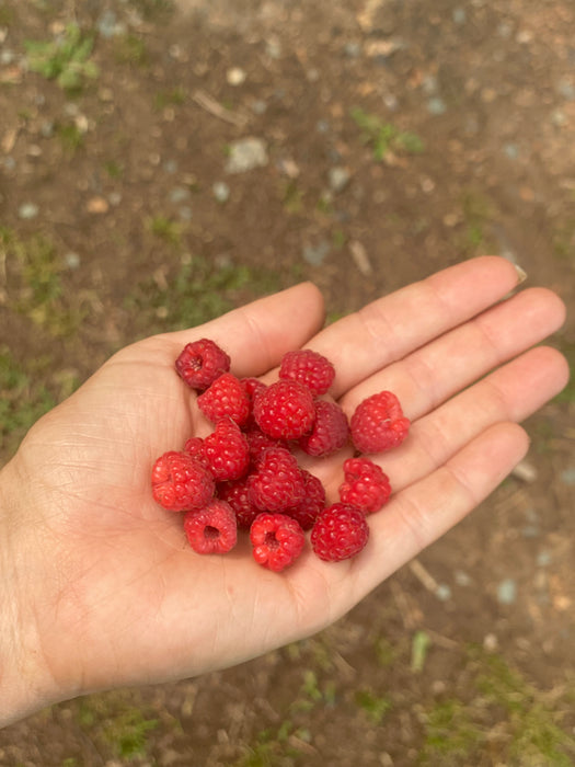 Polka Raspberry