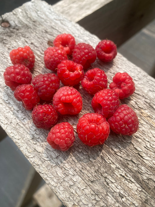 Polka Raspberry