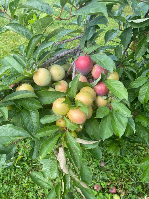 Methley Plum