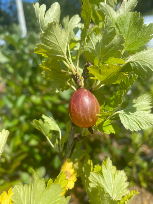 Hinnomaki Red Gooseberry
