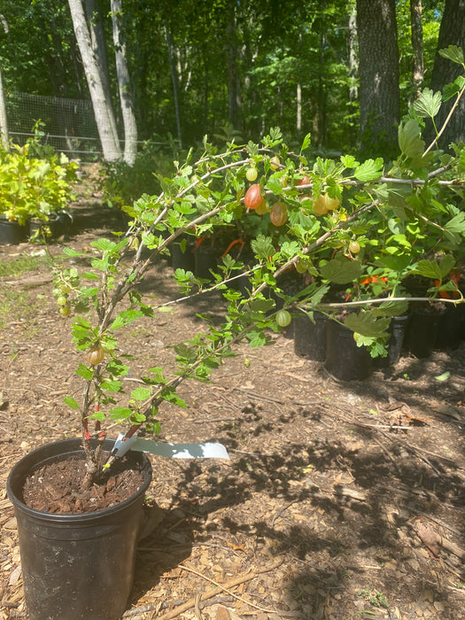 Hinnomaki Red Gooseberry