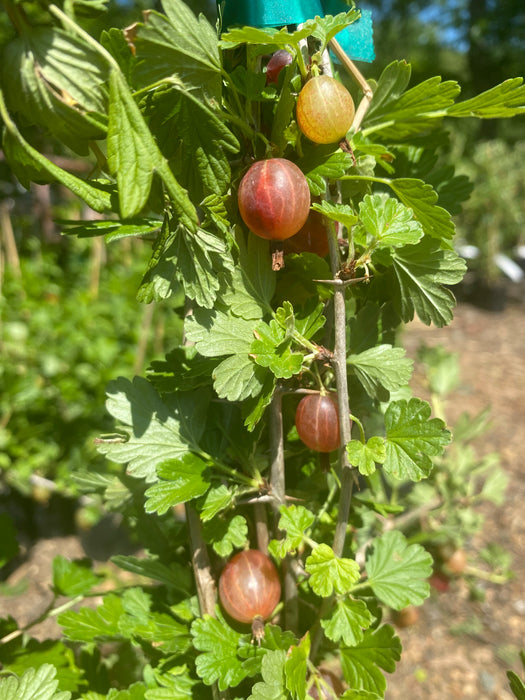 Hinnomaki Red Gooseberry