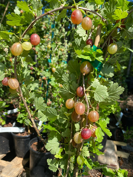 Hinnomaki Red Gooseberry