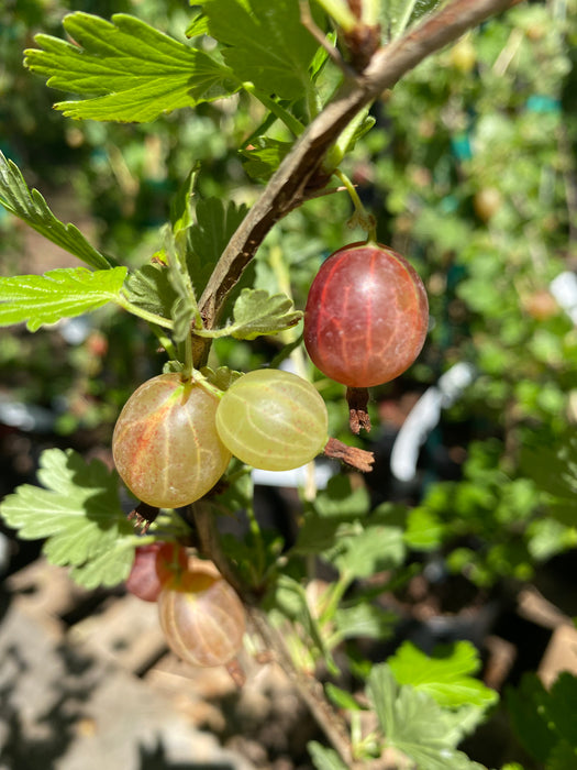 Hinnomaki Red Gooseberry