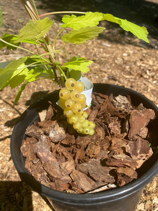 Blanca White Currant