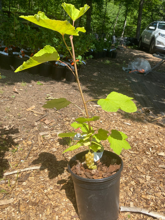 Blanca White Currant