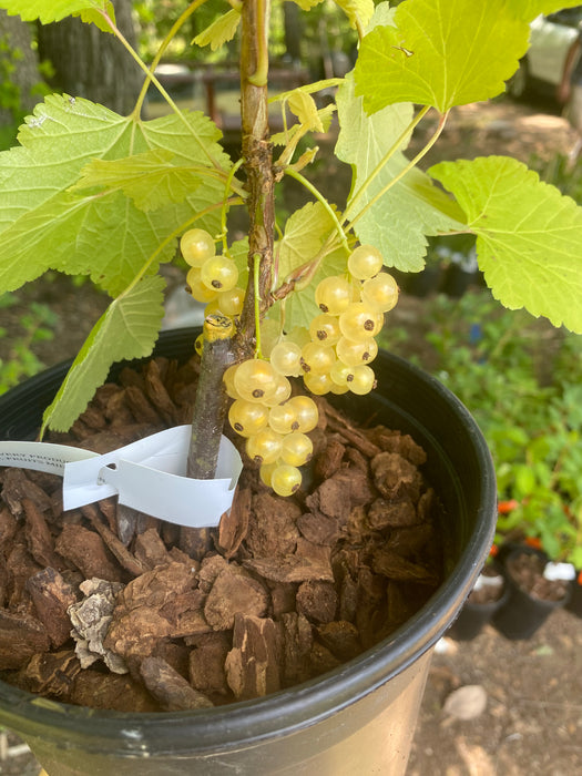 Blanca White Currant