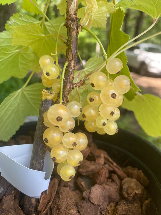 Blanca White Currant