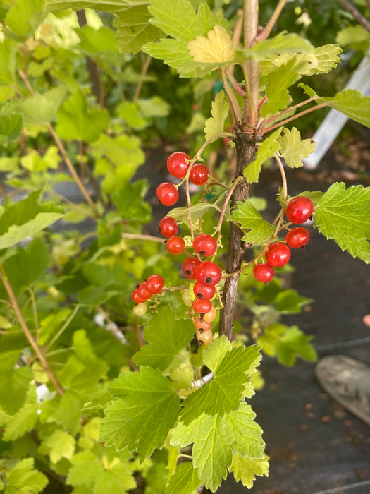 Red Cherry Currant