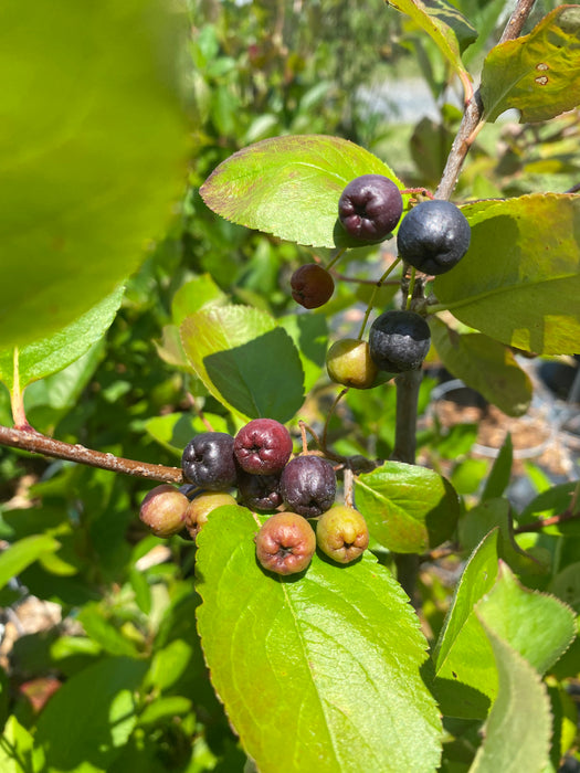 Aronia Black Seedling
