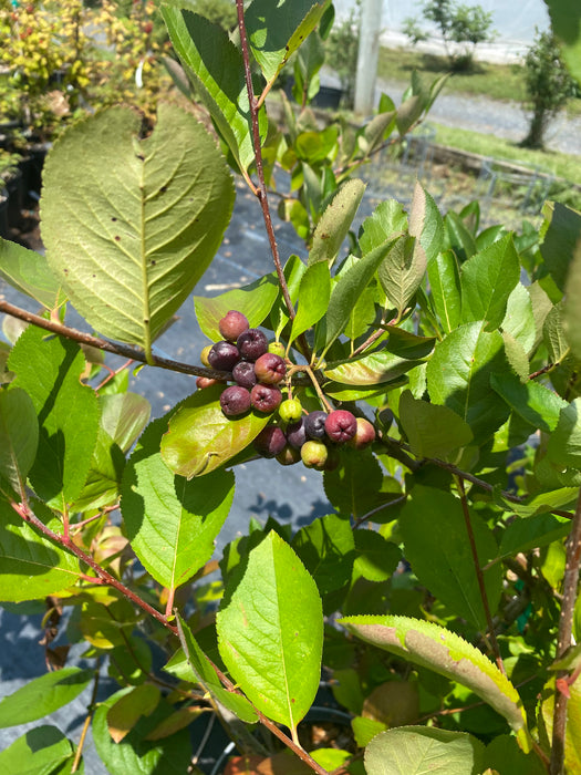 Aronia Black Seedling