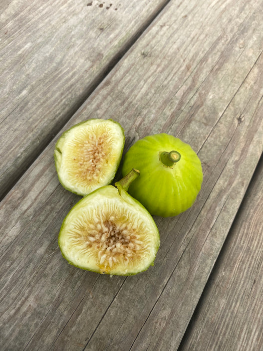 Marseilles Fig