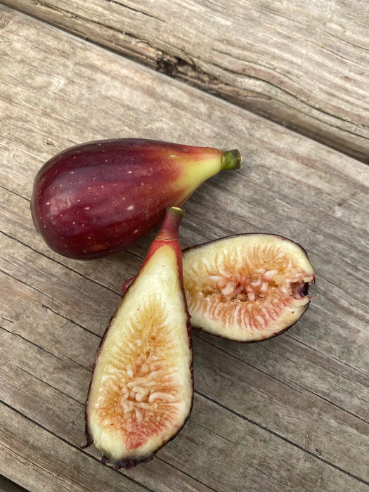 LSU Purple Fig