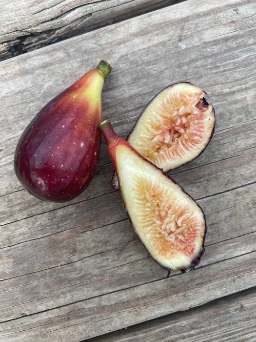 LSU Purple Fig