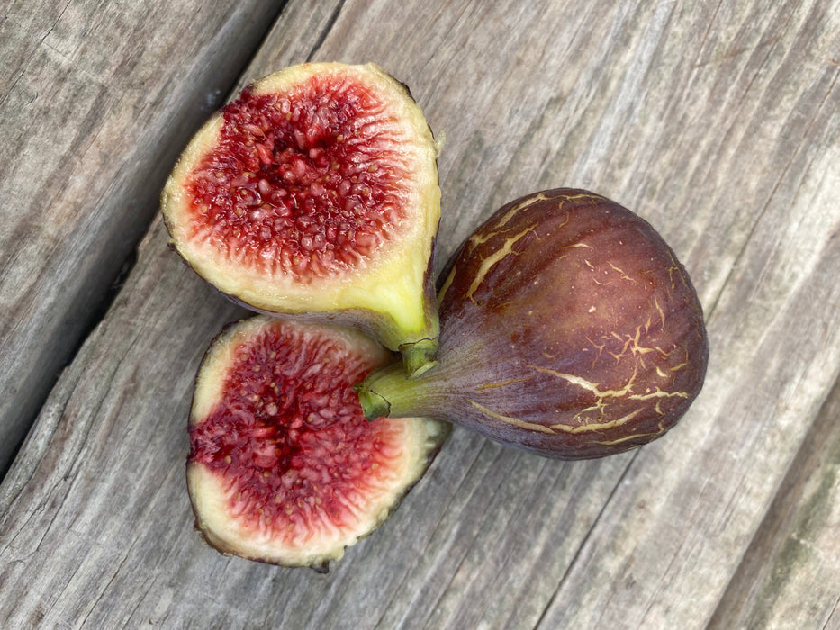 Hardy Chicago Fig