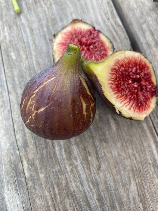 Hardy Chicago Fig