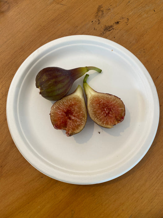 O'Rourke Fig