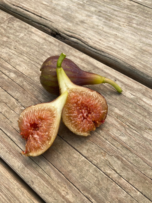 O'Rourke Fig