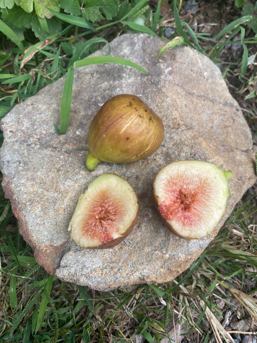 Brunswick Fig — Edible Landscaping