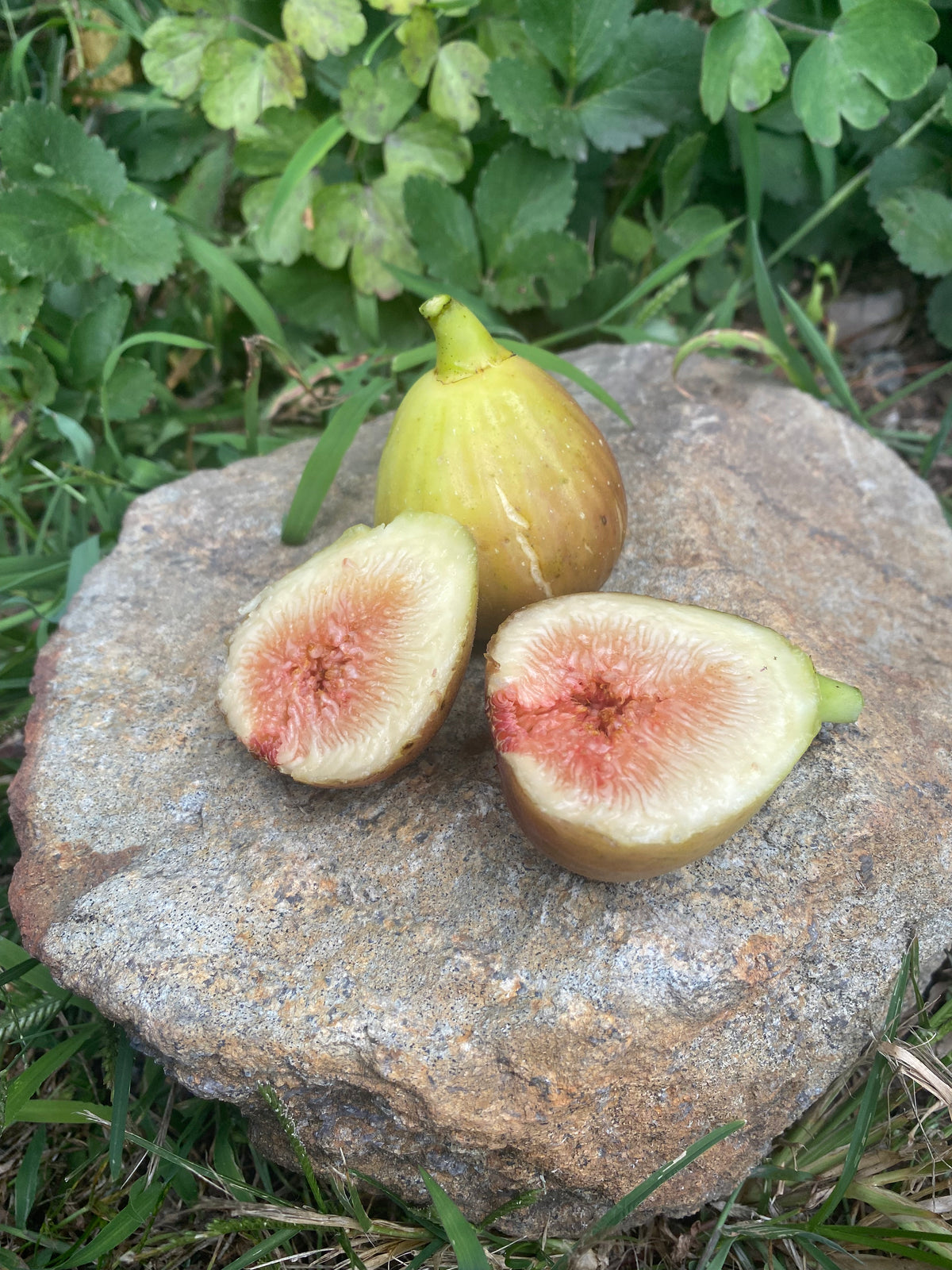 Brunswick Fig — Edible Landscaping
