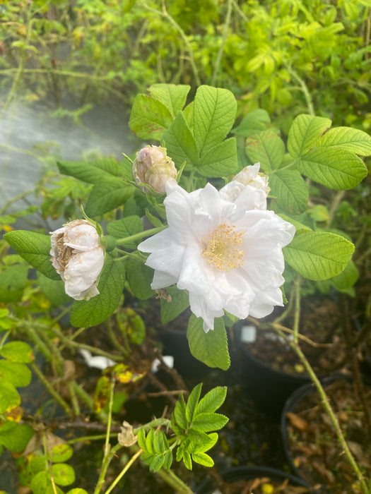 Snow Rose aka Snow Pavement Rose