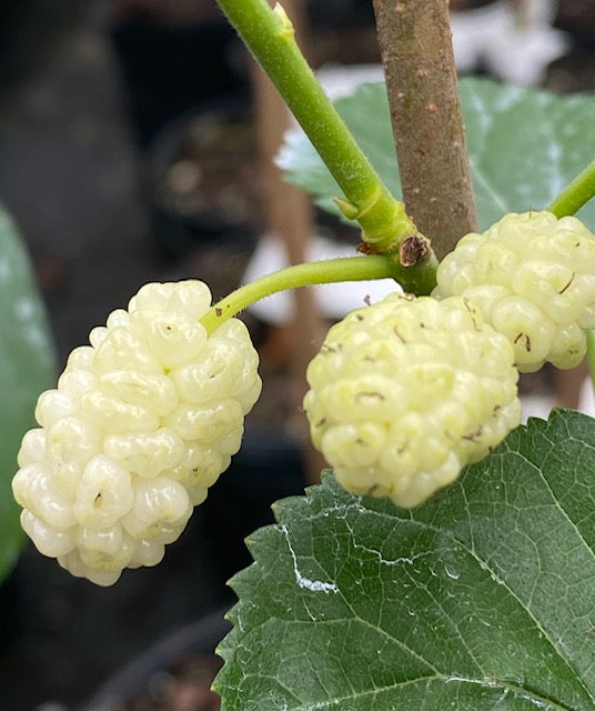 White Ivory Mulberry