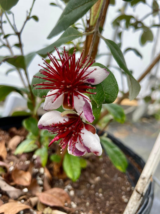 Kaiteri Pineapple Guava (uspp 22275)