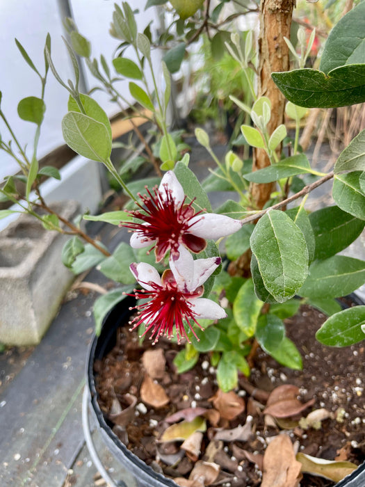 Kaiteri Pineapple Guava (uspp 22275)