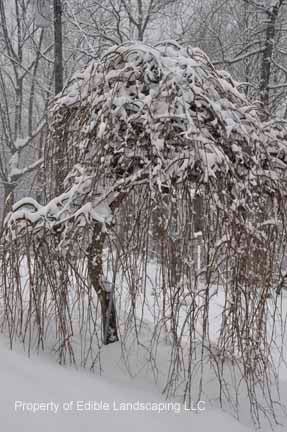 Weeping Mulberry