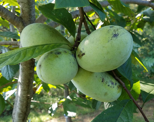 Salavatski Pomegranate