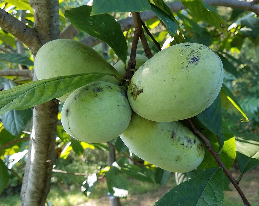 Tallahatchie Pawpaw®