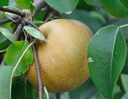 Tennosui Pear — Edible Landscaping