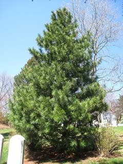 Silveray Korean Pine