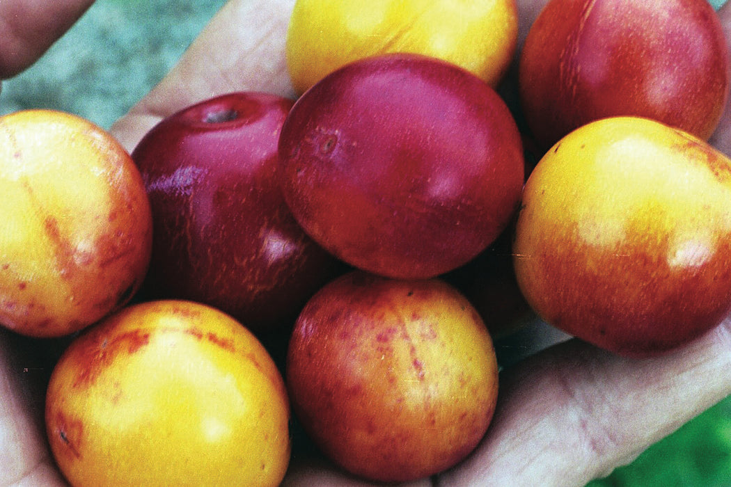 Geraldine American Plum